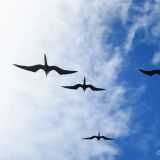 Eine kleine Gruppe Fregattvögel begleitet unser Boot auf der Fahrt zu der Insel Rábida.
