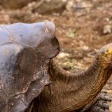 Langhals-Schildkröte auf der Insel Santa Cruz. (Charles Darwin Station)
