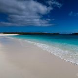 Ein weiteres Highlight erwartet uns auf der Insel Española, weisser Sandstrand und türkisblaues Wasser. 
