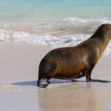 Eine paradiesische Adresse hat sich dieser kleine Seelöwe ausgesucht. (Insel Española)

