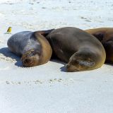 Kuscheln am weissen Sandstrand. (Insel Española)

