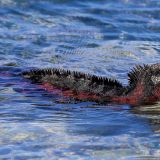Schwimmende Meeresechse auf der Insel Española. 
