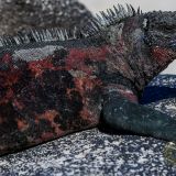 Im Vergleich zu den vorher gesehenen Meeresechsen verfügen diejenigen auf der Insel Española über einen rot gefleckten Körper. 
