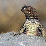 Meine Damen und Herren, das Buffet ist eröffnet. Lava-Lizzard auf der Insel Española.

