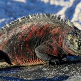 Eine rotgefleckte Meeresiguana geniesst die letzten Sonnenstrahlen des Tages. (Insel Española)
