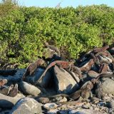 An diesem Platz tummeln sich über 30 Meeresiguanas. (Insel Española)
