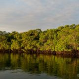 Doch bevor wir zurück aufs Festland fliegen, wartet noch ein weiteres Highlight auf uns, der Besuch der Black Turtle Cove. (Insel Santa Cruz)
