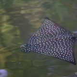 Ein weiss gefleckter Adlerrochen flitzt unter unserem Dinghi hindurch. (Insel Santa Cruz)

