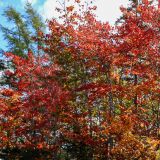 Der Indian Summer ist in vollem Gange. 
