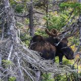 Im Cape Breton N.P. entdecken wir unseren ersten Elch. 
