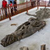 Eine weitere Attraktion in der Umgebung von Villa de Leyva ist das Museum "El Fósil". Hier befindet sich ein 8m langes Skelett eines 120 Millionen alten Kronosaurus.
