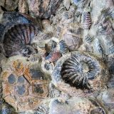 Fossilien aller Art findet man ebenfalls im Museum vor.
