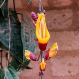 Kolumbien ist das Land der Orchideen schlechthin. 
