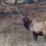 Diese beiden Wapiti-Hirsche sind...
