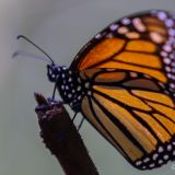 Monarchfalter
