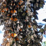 Die Monarchfalter fliegen von Kanada fast 4000km hierher um ihr Winterquartier zu beziehen, fast so wie die Snowbirds mit ihren RV's :-).
