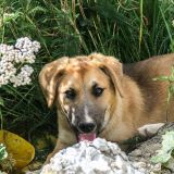 Dieses kleine Welpen kam in der Stunde der Not zu uns und wich uns nicht mehr von der Seite. Wir haben sie daher auf den Namen Esperanza (Hoffnung) getauft.
