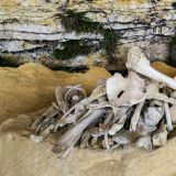 Menschliche Knochen bei den Sarcófagos de Karajía.
