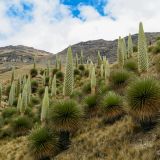 ... mit den vielen, bis zu 10m hoch wachsenden Ananansgewächsen: Puya Raimondii.
