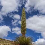 Die Puya Raimondii kann bis zu 100 Jahre alt werden.
