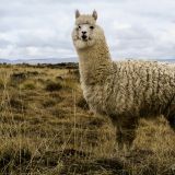 Ein neugieriges Alpaca schaut bei uns vorbei, als wir beim Frühstück sitzen. 
