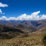 Eine in Blüte stehende Puya Raimondii auf dem Weg nach Cusco. 
