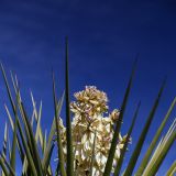 Torrey Yucca
