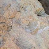 Diese Fossilien haben wir dank dem Tipp von Sue gefunden.
