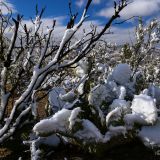 Schneeverhangene Kakteen
