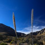 Guadalupe Mountains NP
