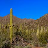 Saguaro Kakteen soweit das Auge reicht.
