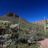 Unser Ziel ist aber der Apache-Trail, wo weitere Prachtsexemplare der Saguaro Kakteen neben der Strasse gedeihen.

