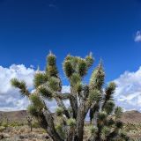 Dieses Agavengewächs, auch bekannt als Joshua Tree, findet man vor allem im Mittelteil der Strecke sehr oft am Wegesrand vor. Leider hingen diese stacheligen Dinger teilweise zu sehr in den Weg, so dass kein Durchkommen für unseren Mogli mehr war. Die Säge schaffte hier Abhilfe.
