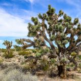 Am nächsten Tag hat sich das Gewitter verzogen und wir können weiter der Mojave Road entlang fahren.
