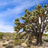 Dieser wunderschöne Joshua-Tree durfte vollumfänglich stehen bleiben - wir haben lediglich ein Foto geschossen.
