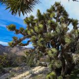Joshua Tree
