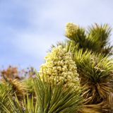 Blühender Joshua Tree.
