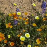 So schön diese vielen Wildblumen.
