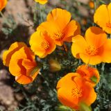 Der California Poppy hat seine Hauptblütezeit im März/April.
