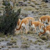 Eine kleine Herde Vicuñas lebt am Fusse des Chimborazos. 
