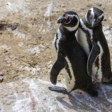 Diese beiden Magellan-Pinguine führen vor unserer Linse ein Tänzchen vor.
