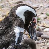 Zeit für ein Schönheitsbad. Da das Pinguin-Küken mit diesem Federkleid noch nicht ins Wasser kann, wird es von der Mutter von oben bis unten mit dem Schnabel geputzt.
