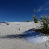 Angeblich sollen hier die Sanddünen (auch Gips Dünen genannt) so weiss wie Schnee sein. Passenderweise hatte es vor kurzem noch geschneit und wir konnten uns ein Schmunzeln nicht verkneifen ;-).
