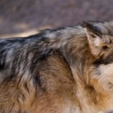 Tags darauf statten wir dem Arizona Sonora Desert Museum einen Besuch ab. Anders als man in einem Museum erwartet, leben hier die Tiere aber noch: z.B. der Mexican Lobo, ein einheimischer Wolf ...
