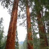 Mogli bei den riesigen Mammutbäumen im Sequoia NP.
