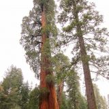 Die Sequoias können bis zu 2000 Jahre oder sogar noch mehr werden, wie das nächste Foto zeigt.
