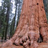 Der General Sherman Tree ist 85m hoch, 2500 Jahre alt und weist einen Bodendurchmesser von 12m auf.

