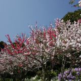 Frühling im Royal Botanic Garden, die wahrscheinlich schönste Jahreszeit, denn alles blüht herrlich.
