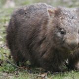 Wombat-Alarm, nicht gerade ein Schmuckstück, aber immerhin lebt er noch. Die Meisten haben wir leider bislang nur tot am Strassenrand gefunden.
