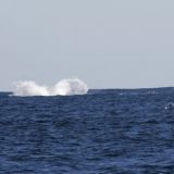 Schon nach kurzer Fahrt können wir die ersten Wasserfontänen und vorallem Wale aus dem Wasser jumpen sehen. 

